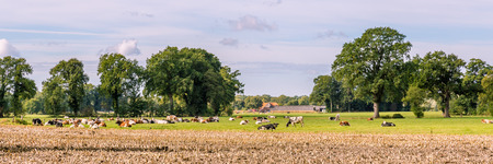 Typical Dutch landscape with a farm and cows in a meadowの写真素材