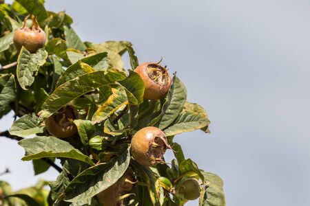Common medlars on a tree (Mespilus germanica)の写真素材