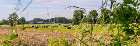 Typical Dutch landscape with a farm and cows in a meadowの写真素材