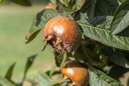 Common medlars on a tree (Mespilus germanica)の写真素材