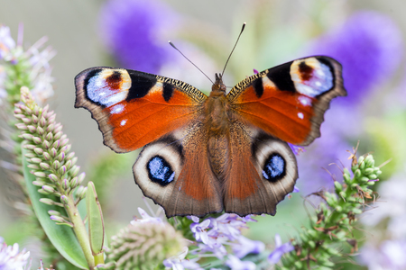 Peacock butterfly (Aglais io) on a background of purple flowersの写真素材