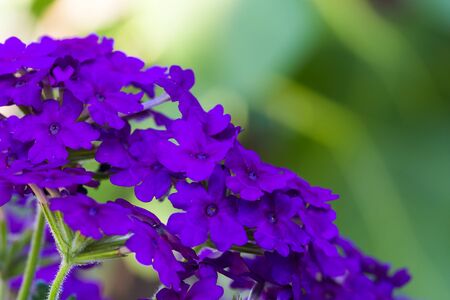 Purple flower on a green backgroundの写真素材