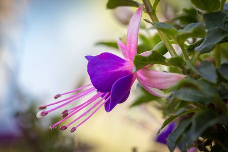 Fuchsia flower closeupの写真素材