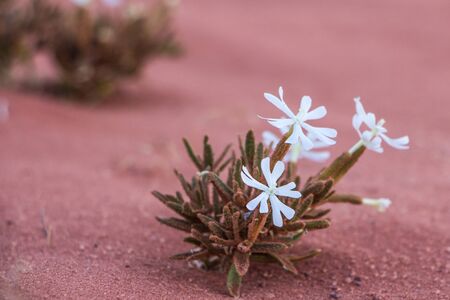 Flower in Wadi Rum desert in Jordan.