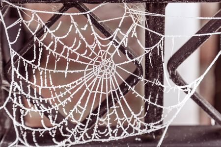 Cobweb covered with frost from the early morning mistの写真素材