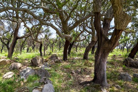 Cork tree in Monchique mountains in the Algarve in Portugalの写真素材