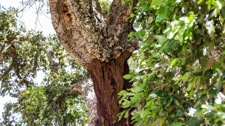 Cork tree in Monchique mountains in the Algarve in Portugalの写真素材
