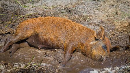 Mangalica pigの写真素材
