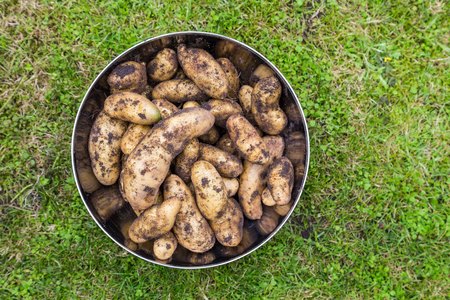 Fresh harvested potatoes form the vegetable garden in a bowlの写真素材