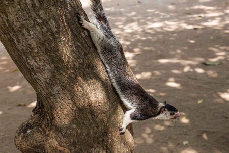 Giant squirrel, Sri Lankaの写真素材