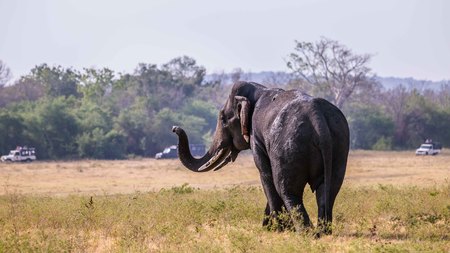 Sri Lankan Elephant eating grassの写真素材
