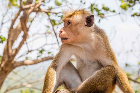 Red faces macaque (Macaca fuscata) on top of the  SIgiriya mountain in Sri Lanka