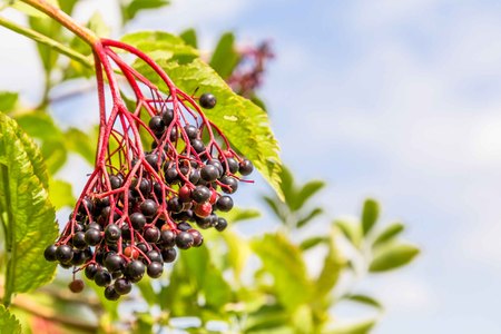 Elderberry busch with ripe berriesの素材 [FY31086262029]