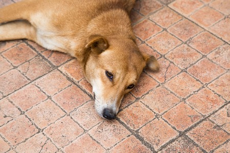 Brown street dog. Their are a lot of them in Sri Lankaの写真素材