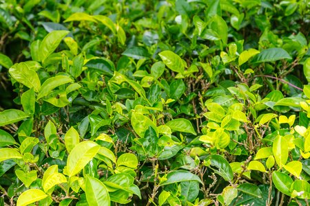 Tea plantation in Sri Lankaの写真素材