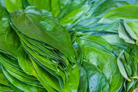 Green betel leafs