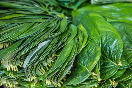 Green betel leafsの写真素材