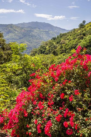 Ravanna mountians near Ella in Sir Lankaの写真素材