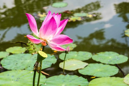 Lotus flower in the pondの写真素材