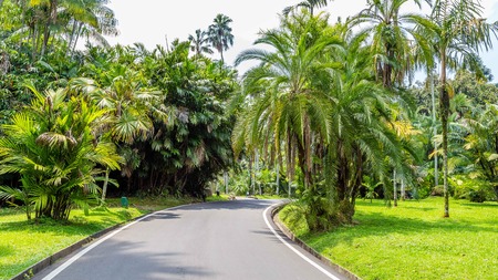 Botanical gardens Kebun Raya in Bogor, West Java, Indonesiaのeditorial素材