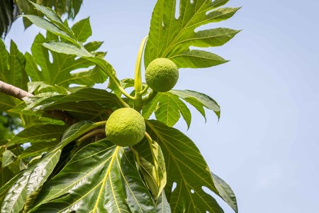 Sukun or bread fruit hanging on a tree