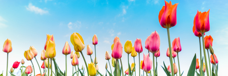 Panorama with colorful Dutch tulips in the field against a blue skyの写真素材