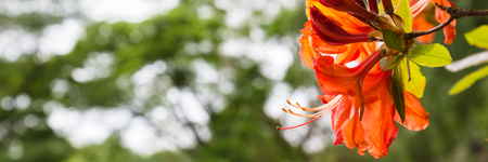 Panorama or web banner with orange azalea flower on a green tree backgroundの写真素材
