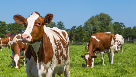 A group of curious brown spotted Dutch cows outside on a meadowの写真素材