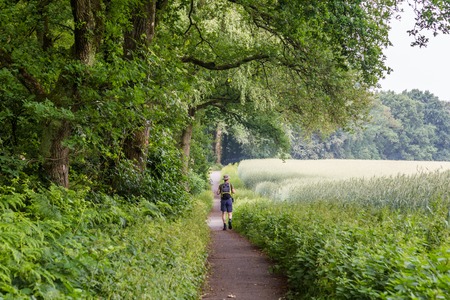 Walking through the beautiful Dutch countryside with oak trees and a rye field