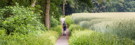 Walking through the beautiful Dutch countryside with oak trees and a rye field