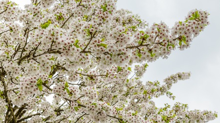 Close-up of blooming cherry trees along the streets in the Netherlandsの写真素材