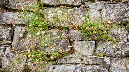 Little pink and white flowers growing on an old brick wallの写真素材