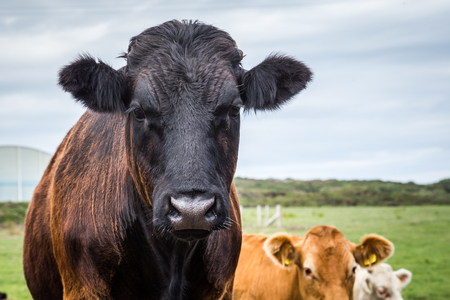 Close-up of a Welsh black cow on Anglesey island in North Wales, Ukの写真素材