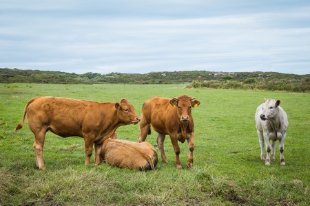 Welsh cows on Anglesey island in North Wales, Ukの写真素材