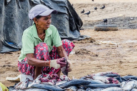 Negombo Sri Lanka July 24 2017 - Old woman cleaning fish along the seaside in Negombo