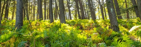 Forest landscape with ferns in the Netherlandsの写真素材