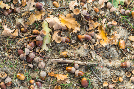 Autumn background with a pile of dry brown acorns lying in sand between leafs and little twigsの写真素材