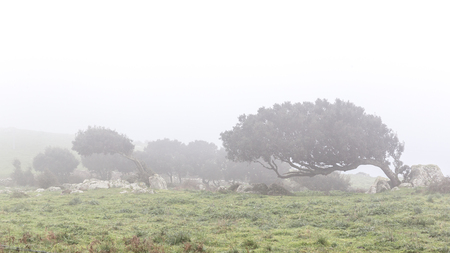Landscape with windswept trees in the fog in Sardinia, Italyの写真素材