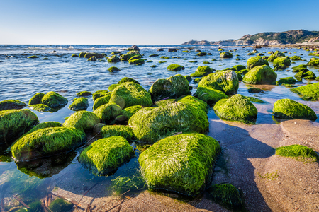 Colorful stones covered with algea at the coast of Sardinia island in  Italyの写真素材
