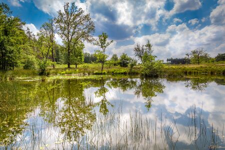 A beautiful little forest fen surrounded with trees near National park De Hoge Veluwe in the Netherlandsの写真素材