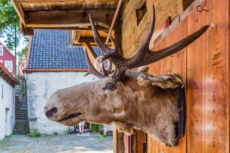 Stuffed Moose head hanging on a historical building in Bryggen, Hanseatic wharf in Bergen, Norway. UNESCOs World Heritage Siteの写真素材
