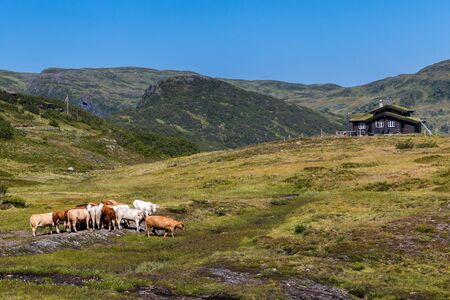 Panoromic view with cows and a house of the National Norwegian Scenic route Gaularfjellet between Myrkdalen and Vik in Norway Scandinavia (n13)の写真素材