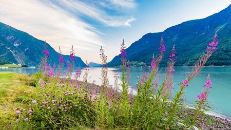 View on beautiful Sognefjord with flowers in the front during blue hour from Skjolden Sogn og Fjordane county in Western Norwayの写真素材