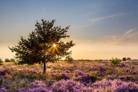 Purple pink heather in bloom Ginkel Heath Ede in the Netherlands. Famous as dropping zone for the soldiers during WOII operation Market Garden Arnhem.の写真素材