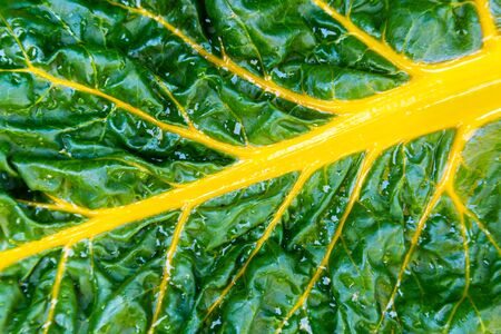 Closeup of a fresh wet yellow leaf of rainbow chardの写真素材