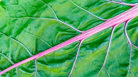 Closeup of a fresh wet pink leaf of rainbow chard