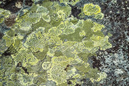 Yellow green lichen growing on a rock in Rondane National Park in Oppland Norway