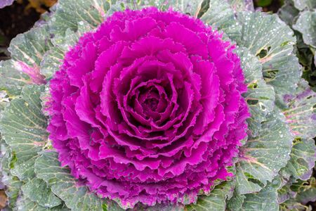 Closeup of purple ornamental cabbage (Brassica oleracea)の写真素材