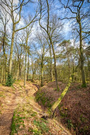 Old oaks along the Heelsumsche stream in Wolfhezer heath nature momument area in Gelderland, Netherlandsの写真素材