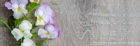 Web banner with little white pink pansies and copy spaceの写真素材